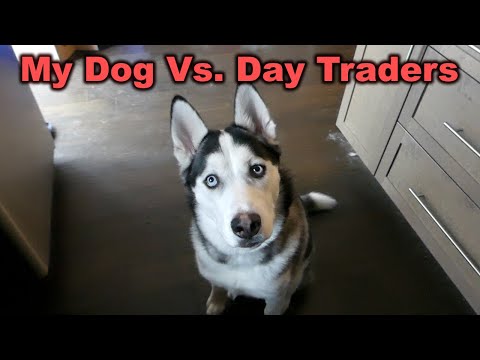 My Dog Competed Against Stock Market Day Traders For a Week...Here’s What Happened