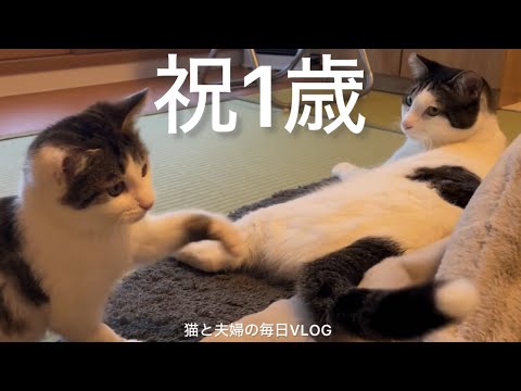 猫と夫婦の毎日VLOG#483 あさり、1歳のお誕生日おめでとう