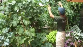 Forest Garden in a Growing Dome Greenhouse