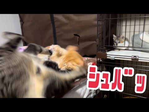 面倒見のいい猫たち 間抜けなお兄ちゃん