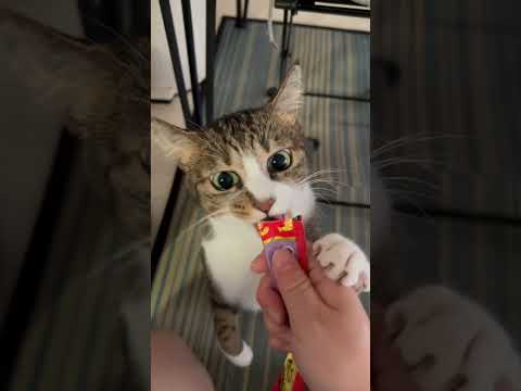 【凶暴化してしまった猫】#shorts#保護猫 #ちゃおちゅーる