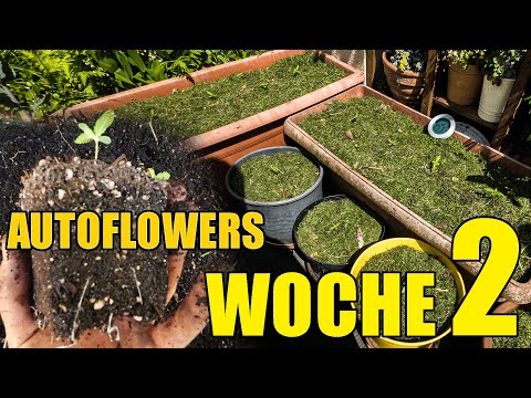 Autoflowers nach Draußen | Woche 2