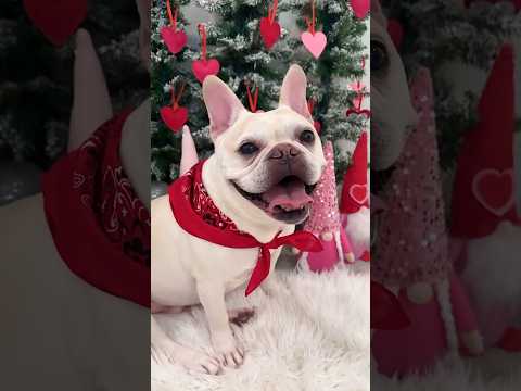 French Bulldog Love | Frenchie Trekker TV #Dog #Shorts