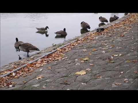 テーゲル湖の水鳥