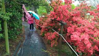 館林市杜鵑岡公園-5