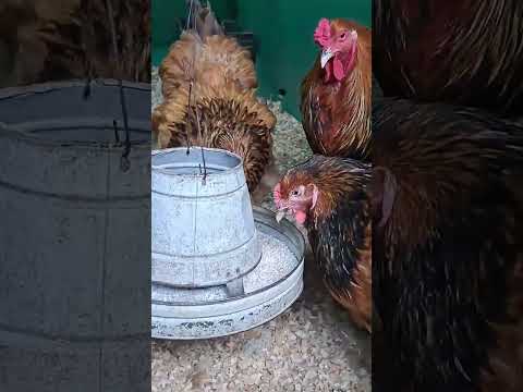 This Handsome Rooster makes sure that all his girls eat enough | #fjfarms #rooster #brahmachicken