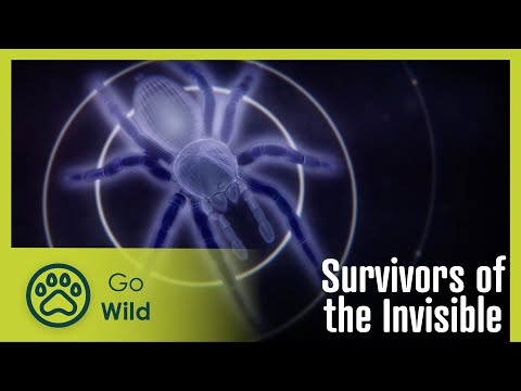 Survivors of the Invisible | Go Wild