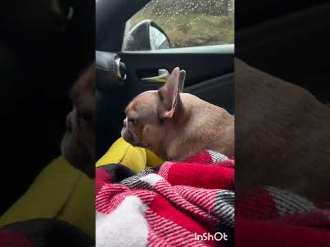 Dog sings on the way