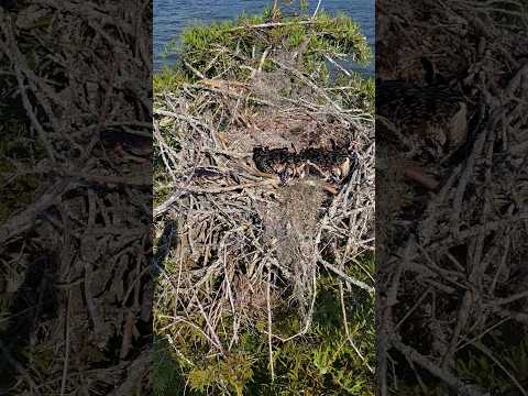 Osprey chicks #nature #outdoors #birdlovers #birdsofinstagram #birdnest