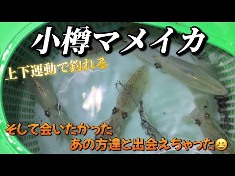 【北海道】【釣り】マメイカ小樽！誘いは上下運動のみ⁉そしてあの方たちと出会えちゃいました！