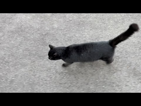 くろねこ　blackcat   2024年11月30日　16:00