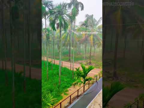 Rain is grace🌧️☔#youtubeshort#reesviral#reelsinstagram#homedecor#naturelovers#arecanutfarming#