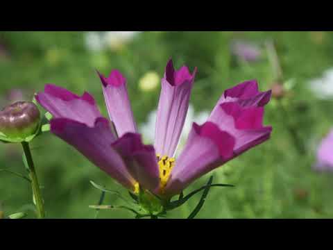 馬見丘陵公園、多彩なコスモス／癒しのタイムチャンネル＃61