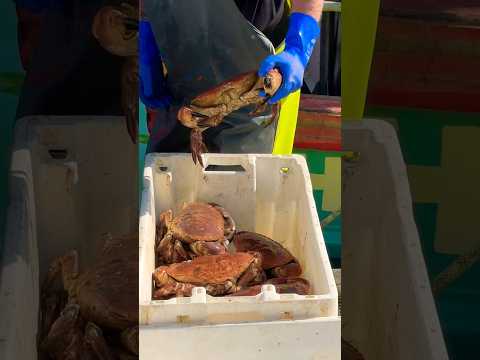 The most biggest crabs ! 😱🦀🦀🦀 #crab #sea #top #travel #england