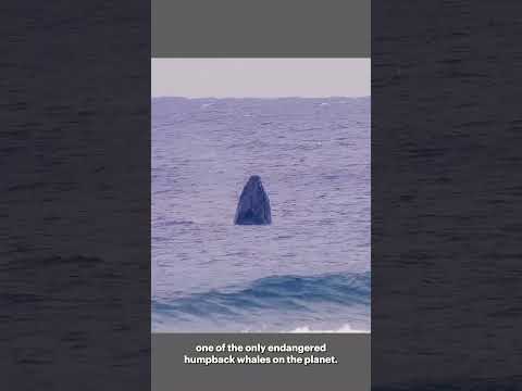 Seeing Whales More Clearly