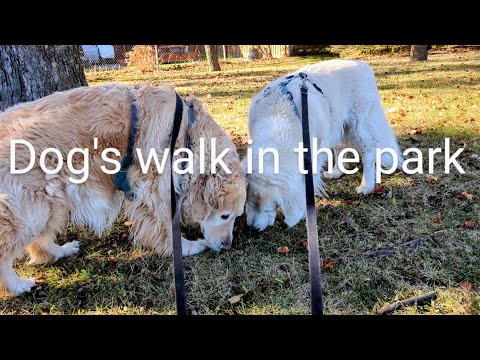 Walking with dogs in the park