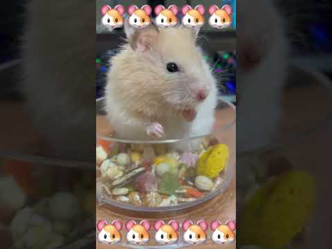 Hamster eating show #shorts #hamstershorts #hamster #cutepets