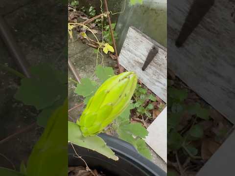 Found a thriving dragon fruit cutting in mom’s garden! #dragonfruit