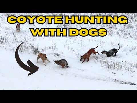 Coyote Hunting With Dogs (3 Coyote Day!!)