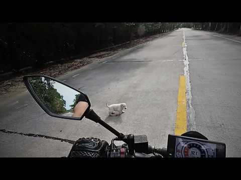 A homeless puppy braved danger to stop a motorcyclist on the fast lane, begging to be taken away.❤️