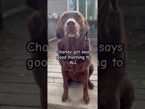 Good Morning from Charley #chocolatelab #chocolatelabrador #labrador