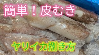 [魚の捌き方]ヤリイカ捌き方！