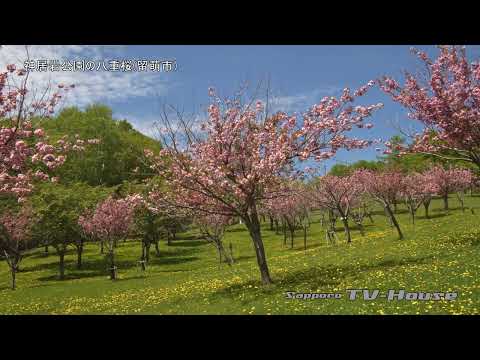 神居岩公園の八重桜(留萌市) Yaezakura (double-flowered cherry tree) at Kamuiwa Park (Rumoi City)