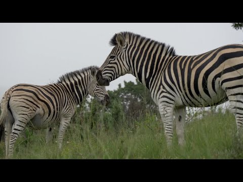 These were outside my chalet when I woke! Vlog 3