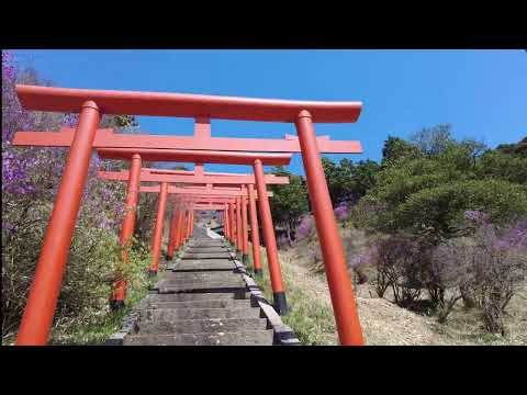 ツツジ咲く獅子崎稲荷神社　癒しのタイム16　ミツバツツジの群生