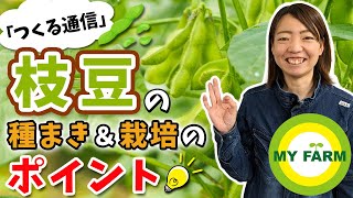 枝豆の育て方を徹底解説！種まきから栽培中の管理・収穫まで【つくる通信】