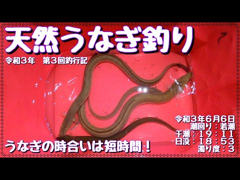 令和3年6月6日 うなぎ釣り (天然うなぎ)  第3回釣行記 ドバミミズ使用