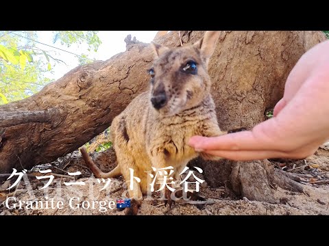 🇦🇺#Cairns【グラニット渓谷】野生のロックワラビーに会える🦘