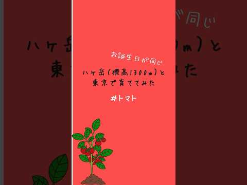 最高の成長場所はどこ？トマト栽培実験！