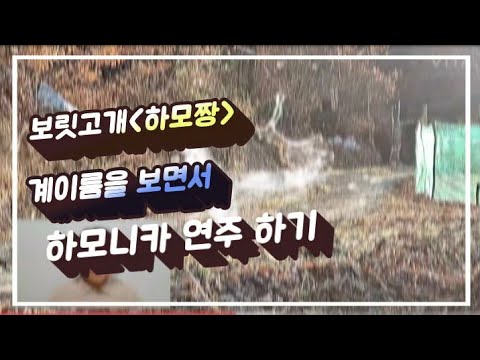 보릿고개 [계이름, 가사] 하모니카연주 진성 정동원