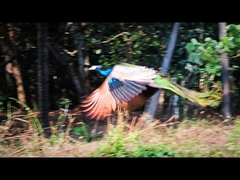 Peacock flying and peacock sound 🦚 मोर उड़ने वाला #peacock  #peacocks #peacockflying #peacockcall