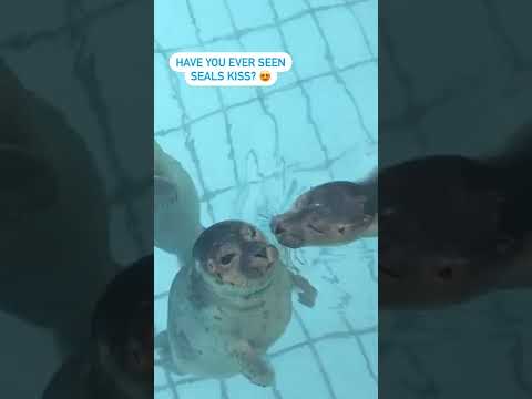 Seals Kissing 😘#shorts #seals #viral ।। Environmental Life।।