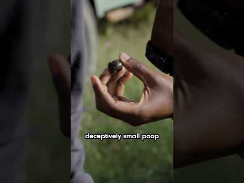 Try to guess which animal made these poops!