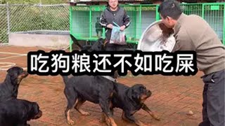 罗威纳犬狗狗吃狗粮好还是吃肉好吃便宜的狗粮还不如吃剩饭剩菜罗威纳 养狗经验分享 罗威纳护卫犬 德系罗威纳 狗狗吃狗粮