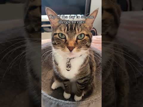 Are you allergic to cats? #cats #tabbycat #catlover #catsofinstagram #catvideo