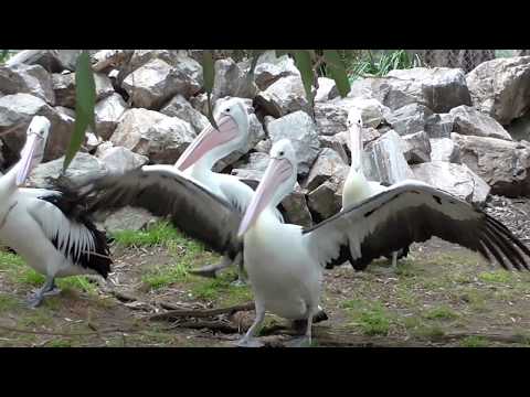 Gorge Wildlife Park, Cudlee Creek, Adelaide Hills, South Australia