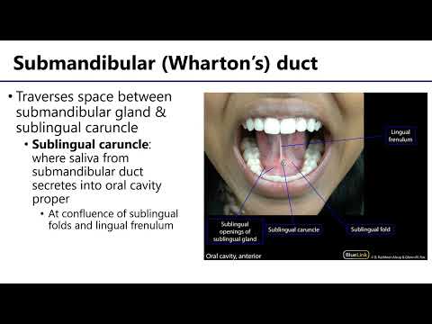 LO11 Submandibular Gland