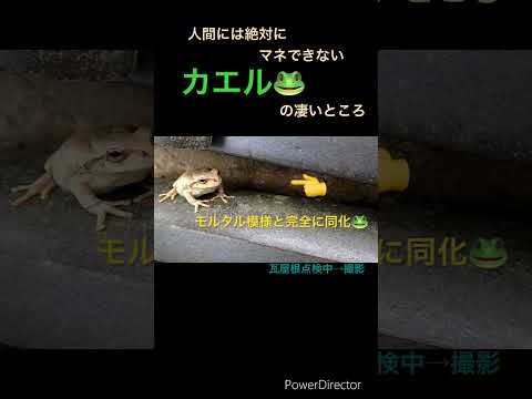 💁動画紹介🎥人間には絶対マネできない🫷カエル🐸の凄いところ🙀