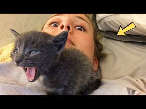 Homeless Kitten Chooses a Woman And Loudly Asks For Help