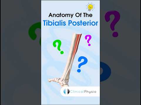 Tibialis Posterior Anatomy #anatomy #physicaltherapy #physiotherapy #tibialisposterior