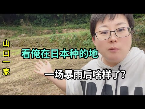 日本農村下一場大暴雨，地裏莊稼都破壞了，看沖成啥樣了