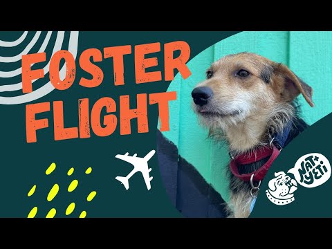 Picking up a dog from the airport!