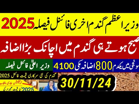 wheat support  price 2025 پنجاب میں گندم قیمت نوٹیفکیشن اعلان/today munji makki rate 1509