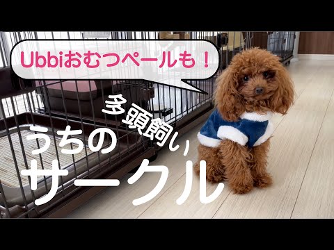 【犬　サークル・ケージ】うちのサークルを紹介。Ubbiインテリアおむつペールも！