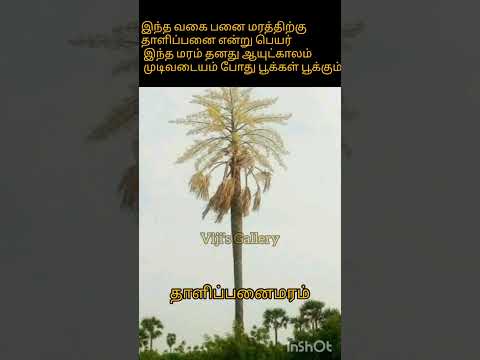 இயற்கை அதிசயம் - தாளிப்பனைமரம் பற்றி ஒரு அரிய தகவல் #shorts