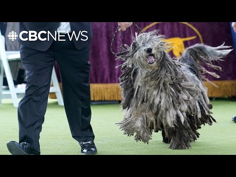 Ontario man ‘very excited’ to judge Westminster dog show